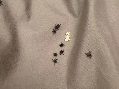鱼珠有害生物防控所怎么消灭床上的吸血臭虫
