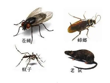 南岗病媒生物消杀中心蟑螂、老鼠、蚊蝇会藏在哪