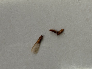 联和白蚁验收机构广州白蚁什么时候开始分飞期